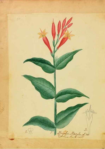 Reproducción/Reproduction 46853582662: Botanical description and medical, culinary & other uses of the plants in the first volume of my American herbarium /. . 