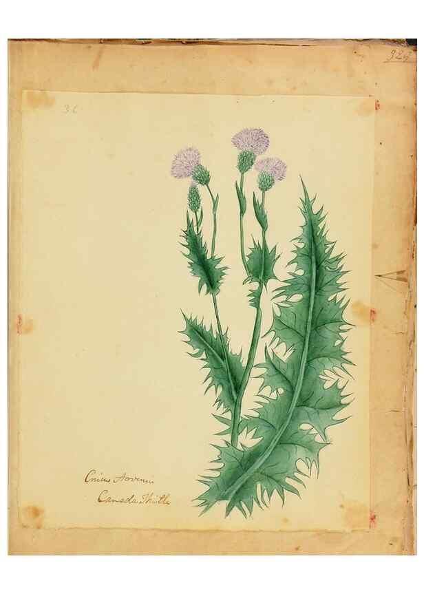 Reproducción/Reproduction 33030365868: Botanical description and medical, culinary & other uses of the plants in the first volume of my American herbarium /. . 