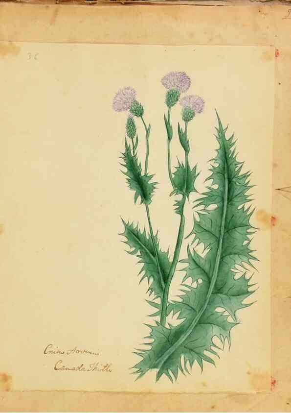 Reproducción/Reproduction 33030365868: Botanical description and medical, culinary & other uses of the plants in the first volume of my American herbarium /. . 