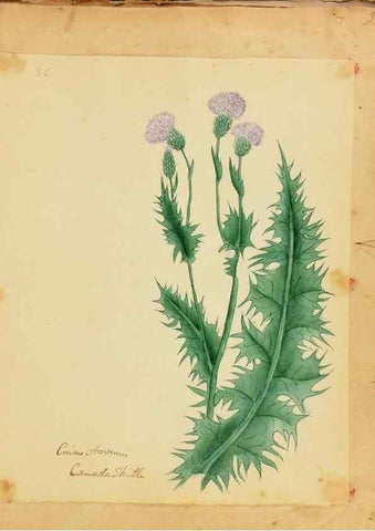 Reproducción/Reproduction 33030365868: Botanical description and medical, culinary & other uses of the plants in the first volume of my American herbarium /. . 