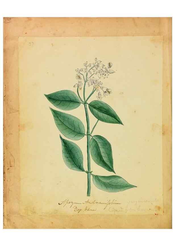 Reproducción/Reproduction 46853584962: Botanical description and medical, culinary & other uses of the plants in the first volume of my American herbarium /. . 