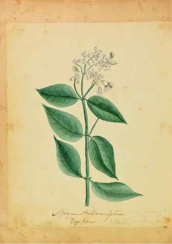Reproducción/Reproduction 46853584962: Botanical description and medical, culinary & other uses of the plants in the first volume of my American herbarium /. . 