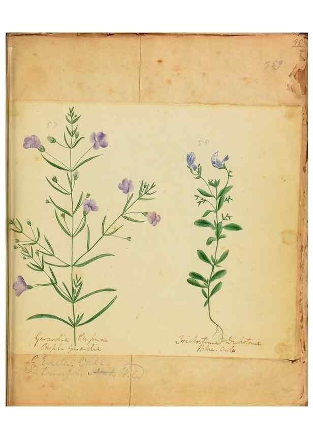 Reproducción/Reproduction 46905692251: Botanical description and medical, culinary & other uses of the plants in the first volume of my American herbarium /. . 