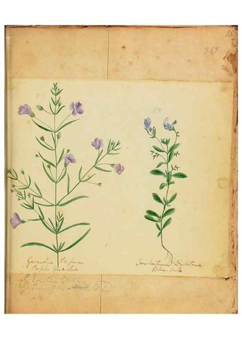 Reproducción/Reproduction 46905692251: Botanical description and medical, culinary & other uses of the plants in the first volume of my American herbarium /. . 