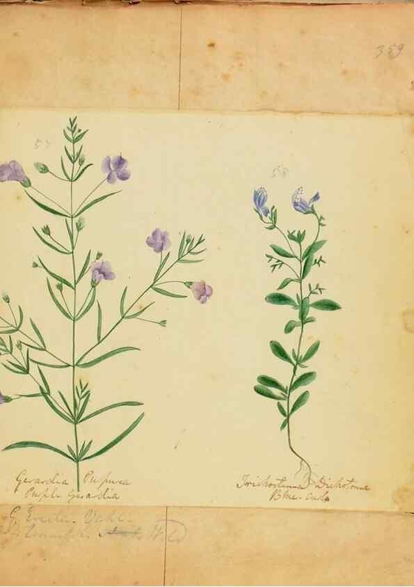 Reproducción/Reproduction 46905692251: Botanical description and medical, culinary & other uses of the plants in the first volume of my American herbarium /. . 