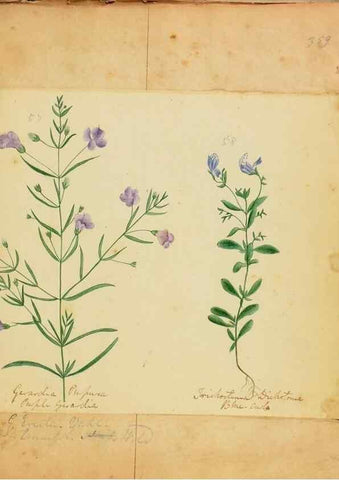 Reproducción/Reproduction 46905692251: Botanical description and medical, culinary & other uses of the plants in the first volume of my American herbarium /. . 