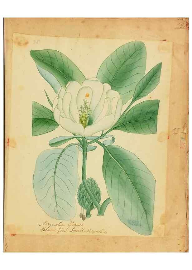Reproducción/Reproduction 33030368158: Botanical description and medical, culinary & other uses of the plants in the first volume of my American herbarium /. . 