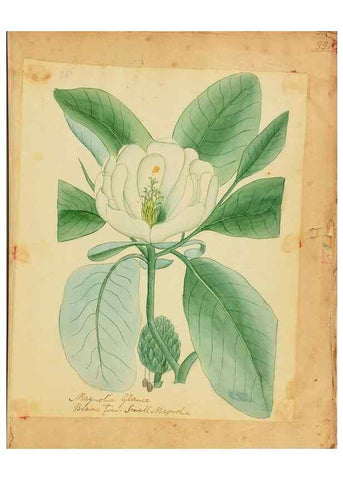 Reproducción/Reproduction 33030368158: Botanical description and medical, culinary & other uses of the plants in the first volume of my American herbarium /. . 