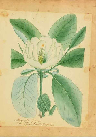 Reproducción/Reproduction 33030368158: Botanical description and medical, culinary & other uses of the plants in the first volume of my American herbarium /. . 