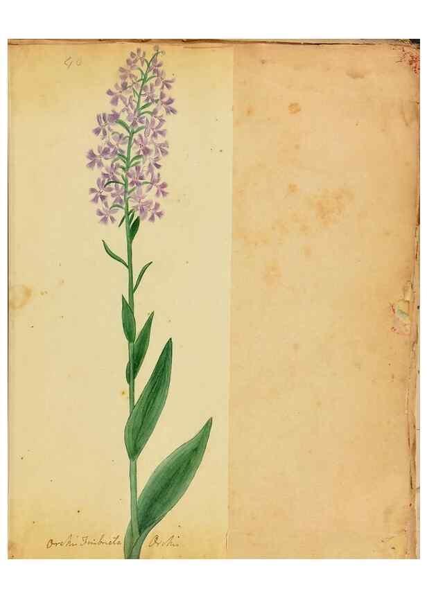 Reproducción/Reproduction 45991171145: Botanical description and medical, culinary & other uses of the plants in the first volume of my American herbarium /. . 