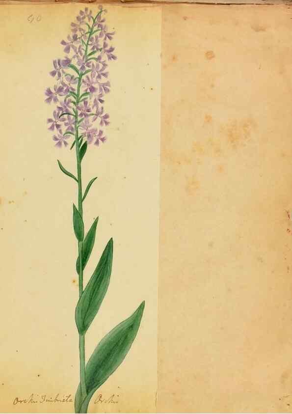 Reproducción/Reproduction 45991171145: Botanical description and medical, culinary & other uses of the plants in the first volume of my American herbarium /. . 