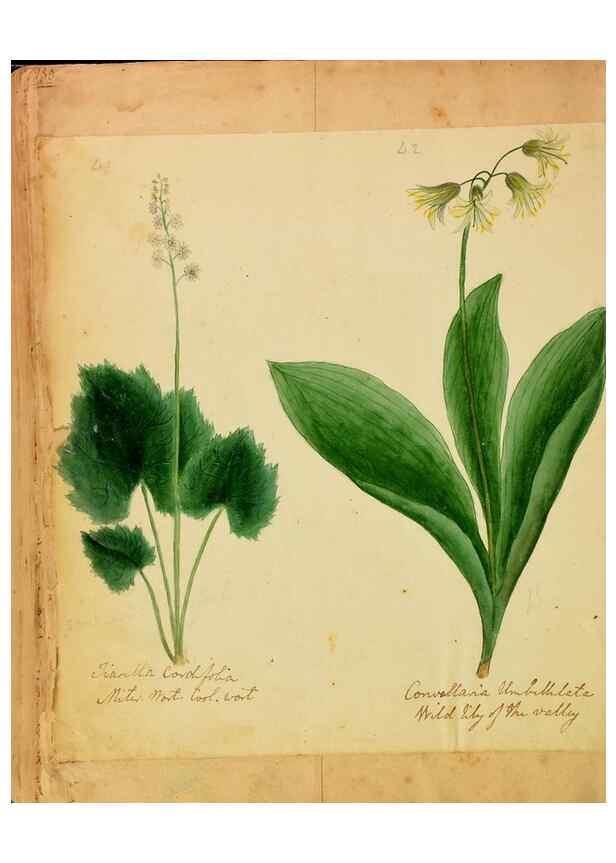 Reproducción/Reproduction 33030370518: Botanical description and medical, culinary & other uses of the plants in the first volume of my American herbarium /. . 