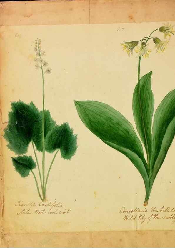 Reproducción/Reproduction 33030370518: Botanical description and medical, culinary & other uses of the plants in the first volume of my American herbarium /. . 