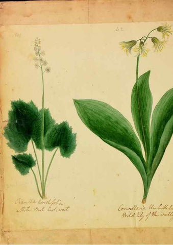 Reproducción/Reproduction 33030370518: Botanical description and medical, culinary & other uses of the plants in the first volume of my American herbarium /. . 