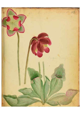 Reproducción/Reproduction 45991172545: Botanical description and medical, culinary & other uses of the plants in the first volume of my American herbarium /. . 