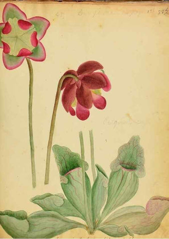 Reproducción/Reproduction 45991172545: Botanical description and medical, culinary & other uses of the plants in the first volume of my American herbarium /. . 