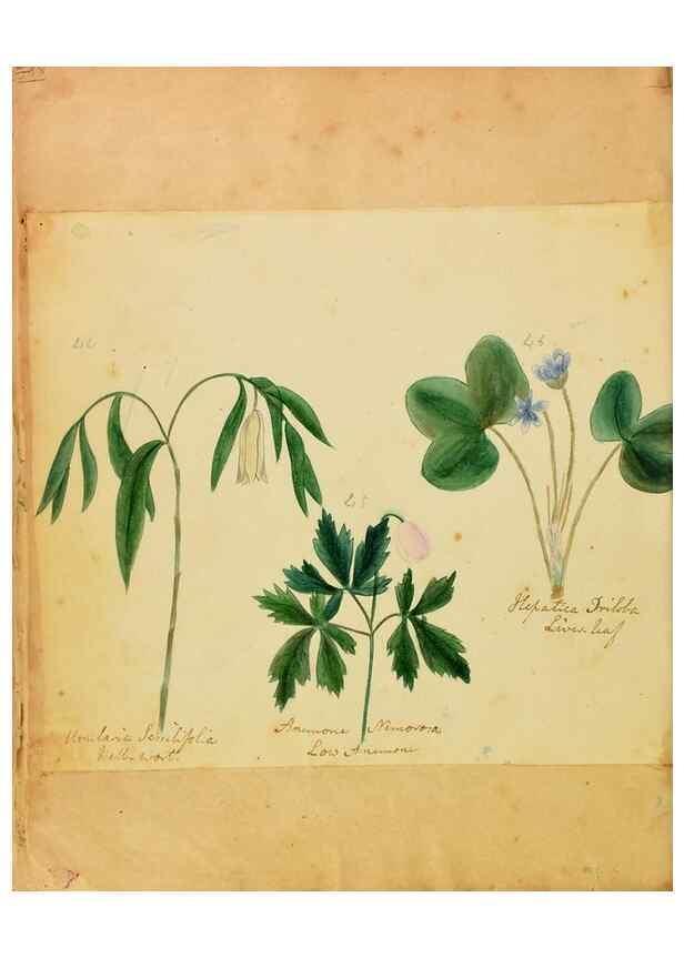 Reproducción/Reproduction 46853589972: Botanical description and medical, culinary & other uses of the plants in the first volume of my American herbarium /. . 