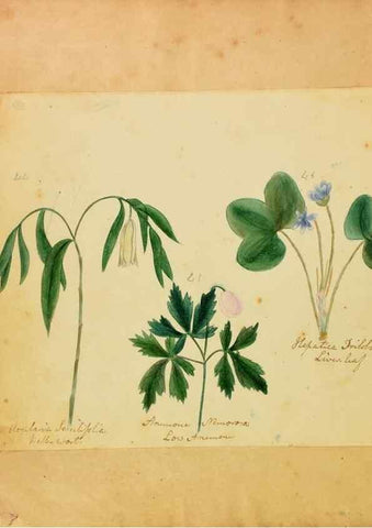 Reproducción/Reproduction 46853589972: Botanical description and medical, culinary & other uses of the plants in the first volume of my American herbarium /. . 