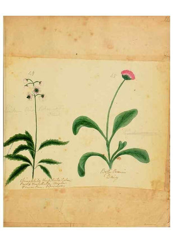 Reproducción/Reproduction 46180799524: Botanical description and medical, culinary & other uses of the plants in the first volume of my American herbarium /. . 