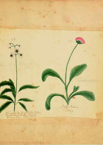 Reproducción/Reproduction 46180799524: Botanical description and medical, culinary & other uses of the plants in the first volume of my American herbarium /. . 