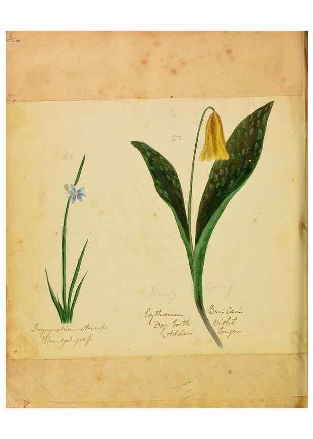 Reproducción/Reproduction 39941003313: Botanical description and medical, culinary & other uses of the plants in the first volume of my American herbarium /. . 