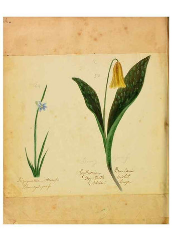 Reproducción/Reproduction 39941003313: Botanical description and medical, culinary & other uses of the plants in the first volume of my American herbarium /. . 