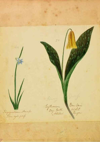 Reproducción/Reproduction 39941003313: Botanical description and medical, culinary & other uses of the plants in the first volume of my American herbarium /. . 