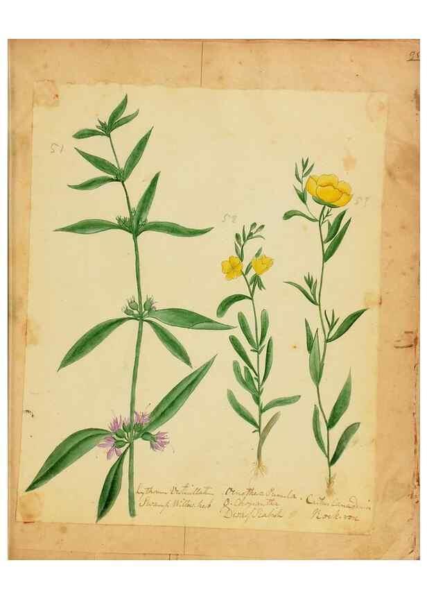 Reproducción/Reproduction 45991176335: Botanical description and medical, culinary & other uses of the plants in the first volume of my American herbarium /. . 