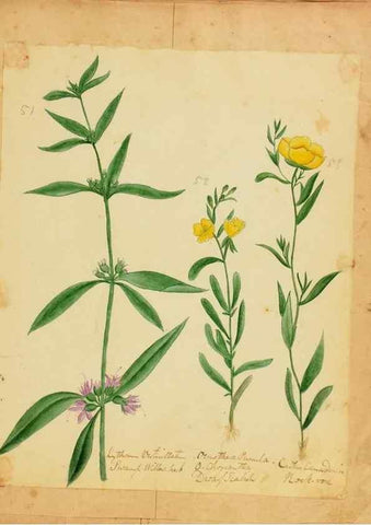 Reproducción/Reproduction 45991176335: Botanical description and medical, culinary & other uses of the plants in the first volume of my American herbarium /. . 
