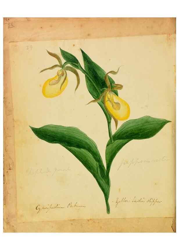 Reproducción/Reproduction 39940999093: Botanical description and medical, culinary & other uses of the plants in the first volume of my American herbarium /. . 