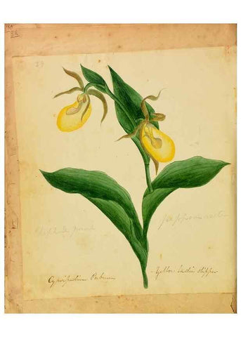 Reproducción/Reproduction 39940999093: Botanical description and medical, culinary & other uses of the plants in the first volume of my American herbarium /. . 