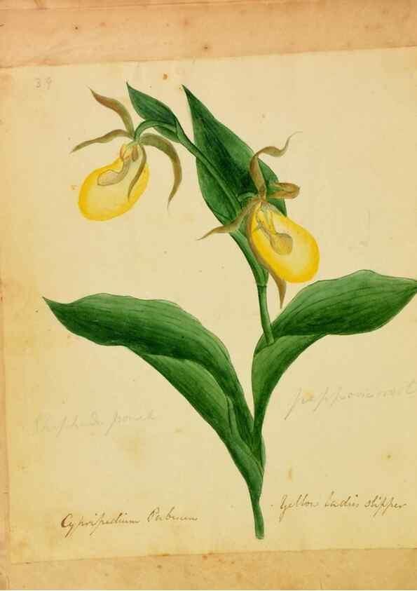 Reproducción/Reproduction 39940999093: Botanical description and medical, culinary & other uses of the plants in the first volume of my American herbarium /. . 