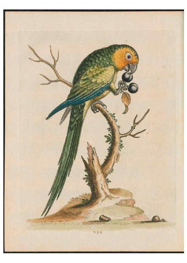 Reproducción/Reproduction 37989819144: Gleanings of natural history, exhibiting figures of quadrupeds, birds, insects, plants &c.... London :Printed for author at the Royal Collage of Physicians,1758-1764.. 