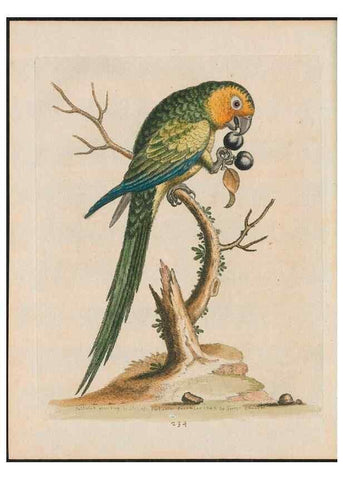 Reproducción/Reproduction 37989819144: Gleanings of natural history, exhibiting figures of quadrupeds, birds, insects, plants &c.... London :Printed for author at the Royal Collage of Physicians,1758-1764.. 