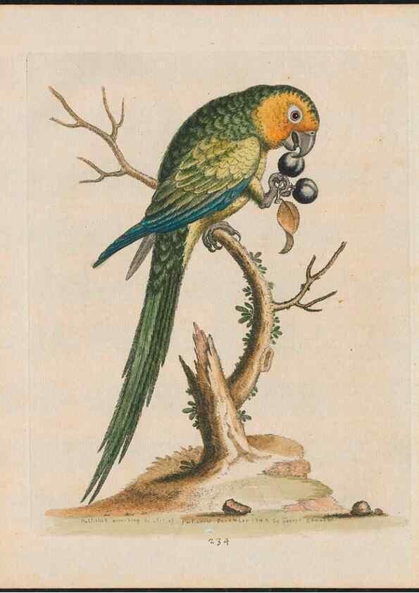 Reproducción/Reproduction 37989819144: Gleanings of natural history, exhibiting figures of quadrupeds, birds, insects, plants &c.... London :Printed for author at the Royal Collage of Physicians,1758-1764.. 