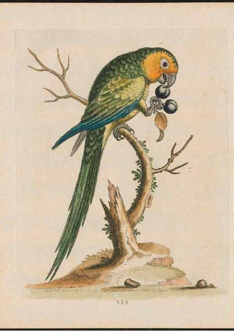 Reproducción/Reproduction 37989819144: Gleanings of natural history, exhibiting figures of quadrupeds, birds, insects, plants &c.... London :Printed for author at the Royal Collage of Physicians,1758-1764.. 