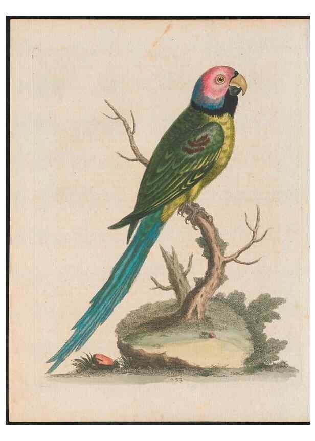 Reproducción/Reproduction 24834621968: Gleanings of natural history, exhibiting figures of quadrupeds, birds, insects, plants &c.... London :Printed for author at the Royal Collage of Physicians,1758-1764.. 