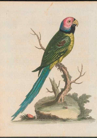 Reproducción/Reproduction 24834621968: Gleanings of natural history, exhibiting figures of quadrupeds, birds, insects, plants &c.... London :Printed for author at the Royal Collage of Physicians,1758-1764.. 