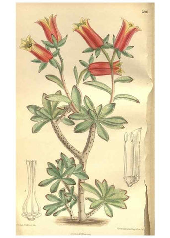 Reproducción/Reproduction 35134307294: Curtis's botanical magazine.. London ; New York [etc.] :Academic Press [etc.]