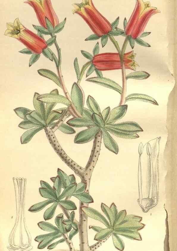 Reproducción/Reproduction 35134307294: Curtis's botanical magazine.. London ; New York [etc.] :Academic Press [etc.]