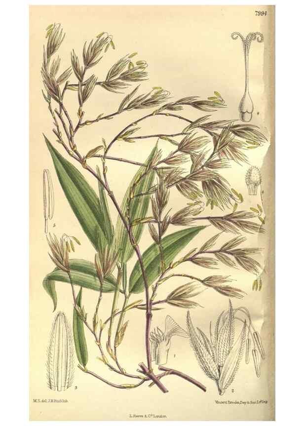 Reproducción/Reproduction 35134309164: Curtis's botanical magazine.. London ; New York [etc.] :Academic Press [etc.]