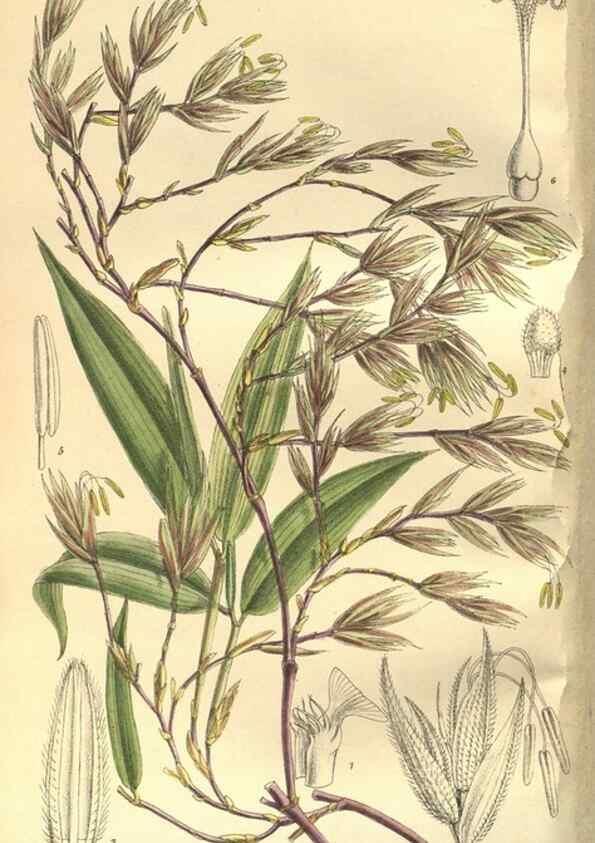 Reproducción/Reproduction 35134309164: Curtis's botanical magazine.. London ; New York [etc.] :Academic Press [etc.]