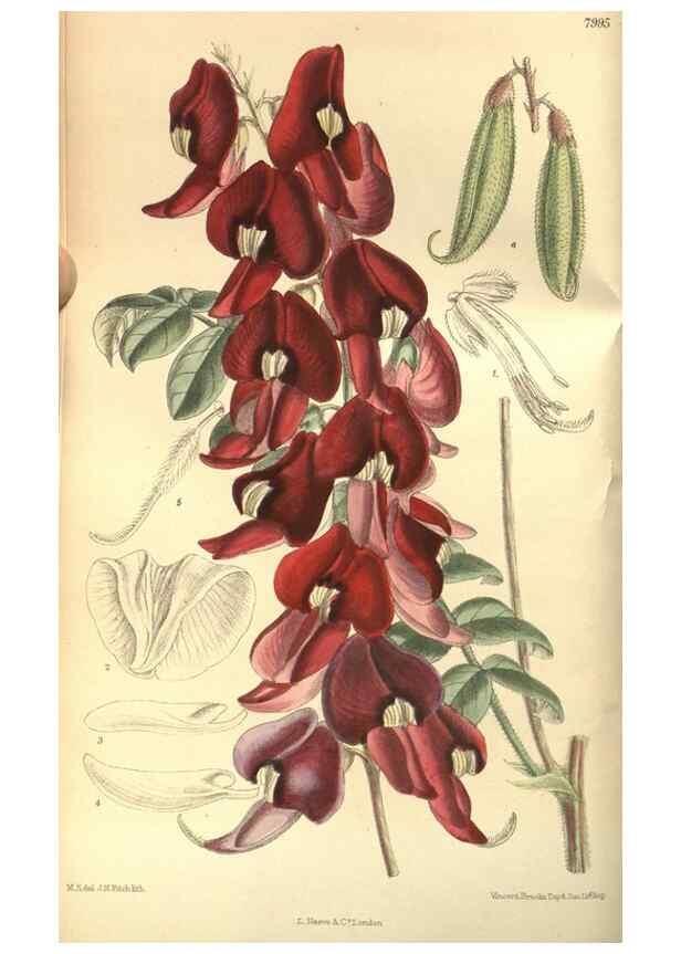 Reproducción/Reproduction 35164140743: Curtis's botanical magazine.. London ; New York [etc.] :Academic Press [etc.]