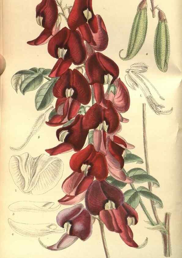Reproducción/Reproduction 35164140743: Curtis's botanical magazine.. London ; New York [etc.] :Academic Press [etc.]