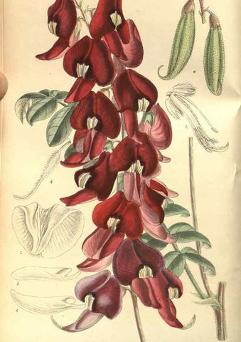 Reproducción/Reproduction 35164140743: Curtis's botanical magazine.. London ; New York [etc.] :Academic Press [etc.]