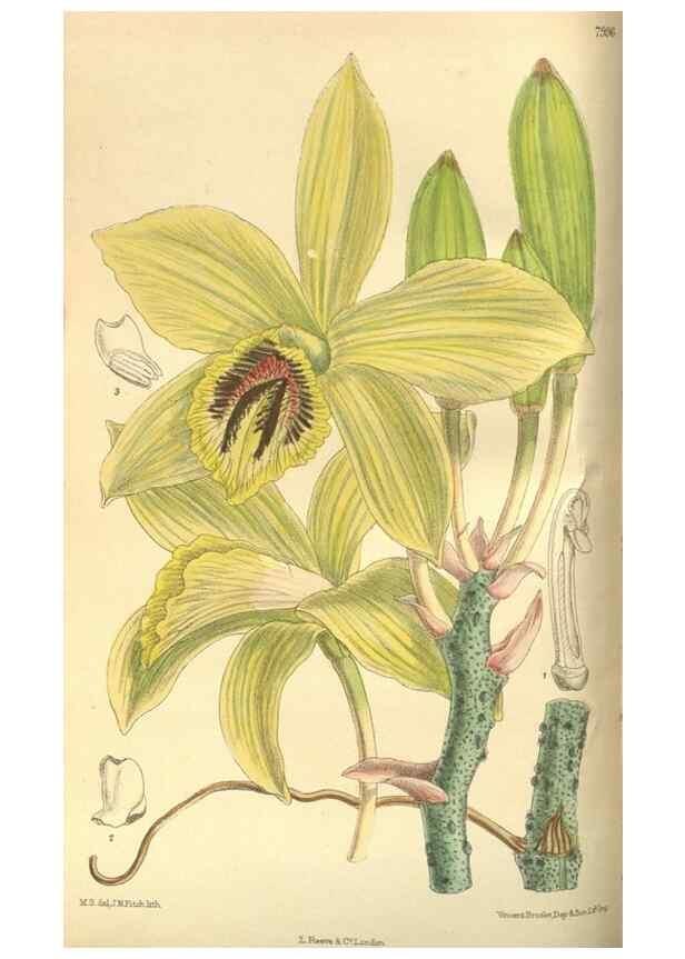 Reproducción/Reproduction 35974297495: Curtis's botanical magazine.. London ; New York [etc.] :Academic Press [etc.]