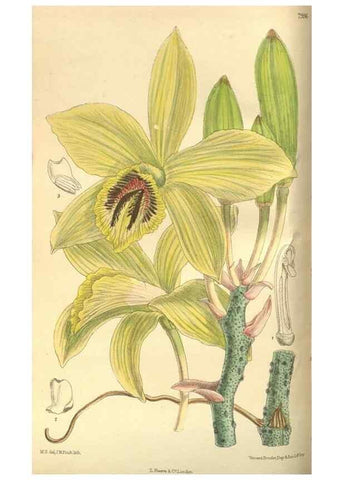 Reproducción/Reproduction 35974297495: Curtis's botanical magazine.. London ; New York [etc.] :Academic Press [etc.]