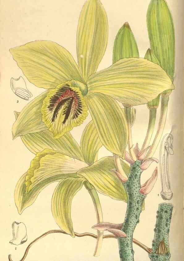 Reproducción/Reproduction 35974297495: Curtis's botanical magazine.. London ; New York [etc.] :Academic Press [etc.]