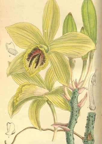 Reproducción/Reproduction 35974297495: Curtis's botanical magazine.. London ; New York [etc.] :Academic Press [etc.]