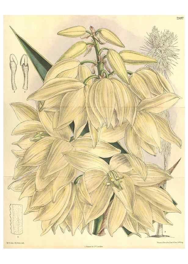 Reproducción/Reproduction 35974298175: Curtis's botanical magazine.. London ; New York [etc.] :Academic Press [etc.]